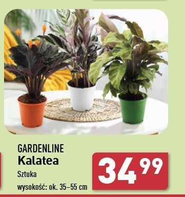 Kalatea 35-55 cm GARDEN LINE promocja