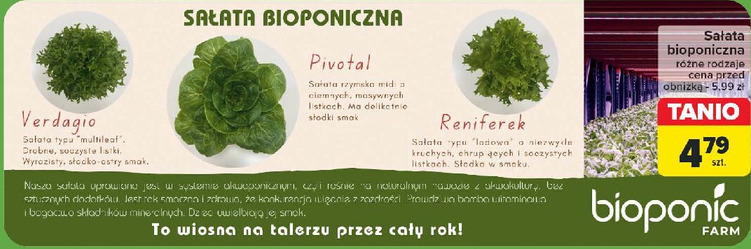 Sałata reniferek promocja