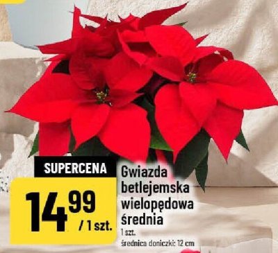 Gwiazda betlejemska wielopędowa średnia promocja w POLOmarket