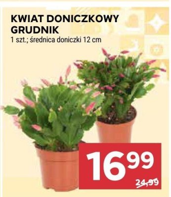 Kwiat doniczkowy grudnik promocja w Stokrotka