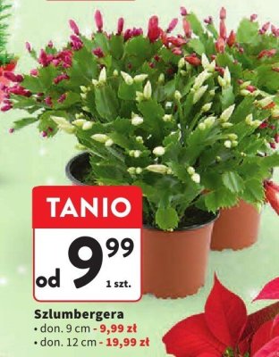 Szlumbergera don. 12 cm promocja w Intermarche
