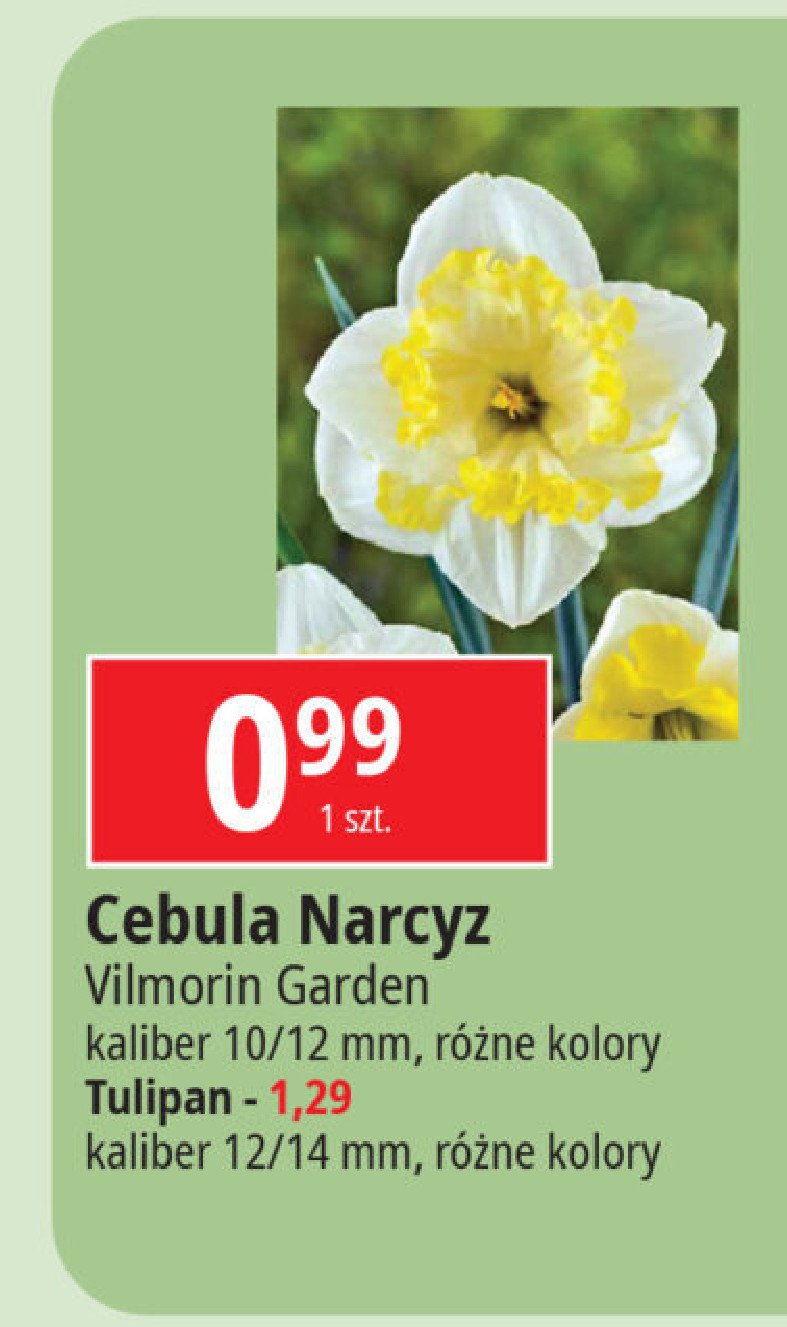 Tulipan 12/14 Vilmorin garden promocja