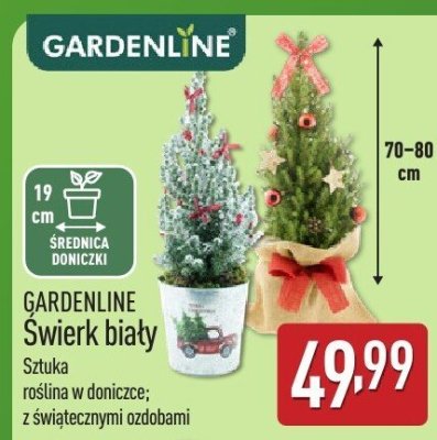 GARDENLINE Świerk biały promocja w Aldi