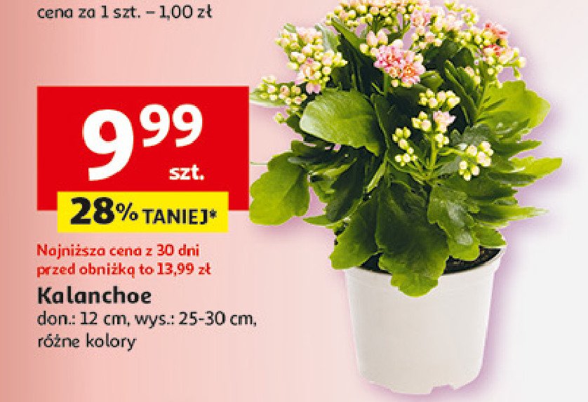 Kalanchoe 12 cm promocja