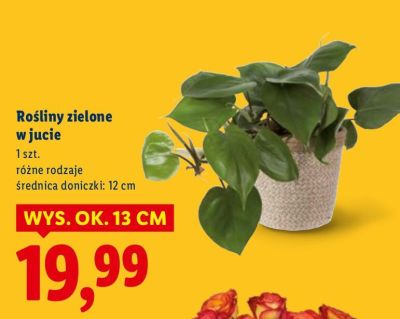 Rośliny zielone w jucie promocja w Lidl
