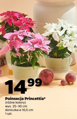 Poinsecja Princettia (różne kolory) ø 10.5 cm promocja w Netto
