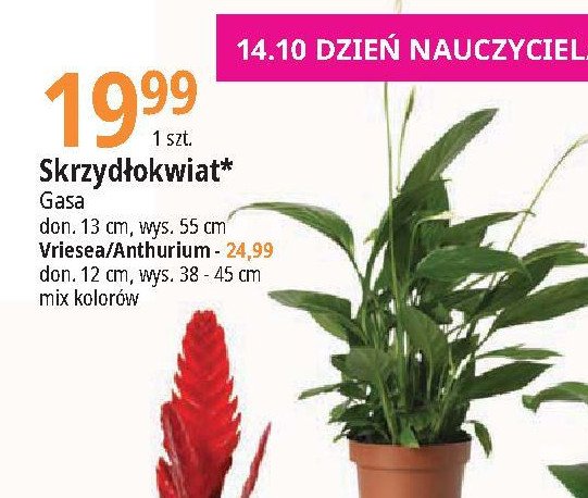 Skrzyd艂okwiat don. 13 cm Gasa promocja