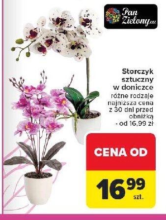 Storczyk w doniczce promocja w Carrefour