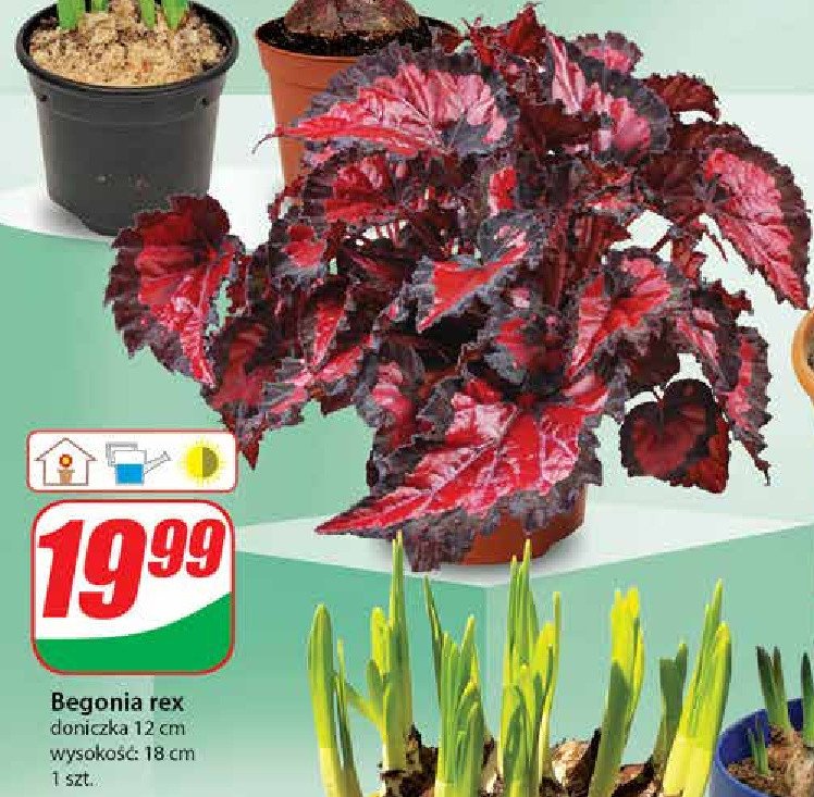 Begonia rex promocja