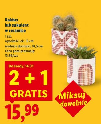 Kaktus lub sukulent w ceramice 2+1 GRATIS promocja w Lidl