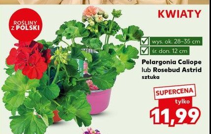 Pelargonia calioppe promocja