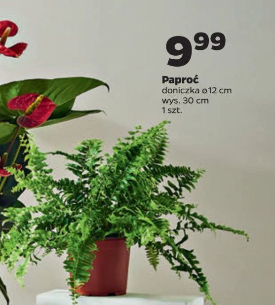 Paproć 30 cm doniczka 12 cm promocja w Netto