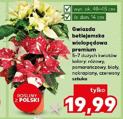 Gwiazda betlejemska poisencja wielopędowa promocja w Kaufland