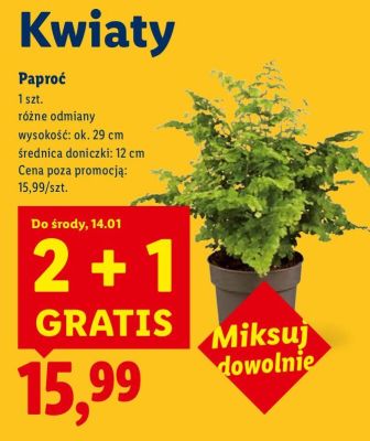 Paproć promocja w Lidl
