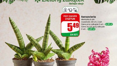 Sansevieria doniczka 6 cm promocja w Dino