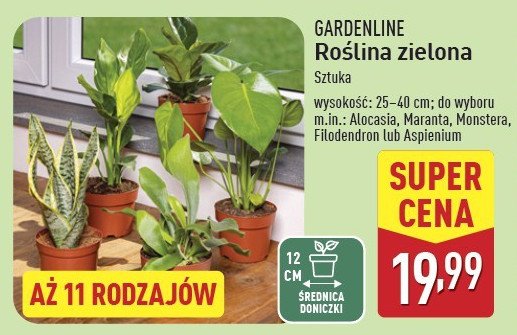 Alocasia 12 cm GARDEN LINE promocja w Aldi