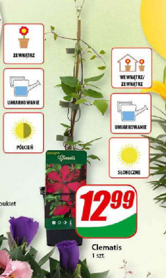 Clematis promocja
