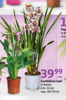 Cymbidium don. 12 cm wys. 65-70 cm promocja