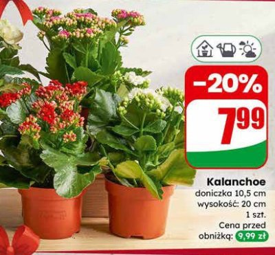 Kalanchoe doniczka 10,5 cm promocja w Dino