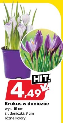 Krokus w doniczce różne kolory promocja w Bricomarche