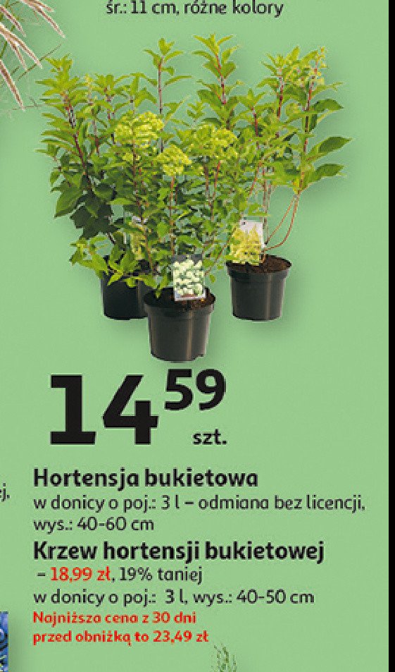 Krzew hortensji bukietowej promocja