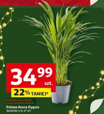 Palma Areca Dypsis doniczka o śr. 17 cm promocja w Auchan