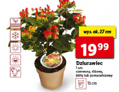 Dziurawiec pomara艅czowy 27 cm promocja