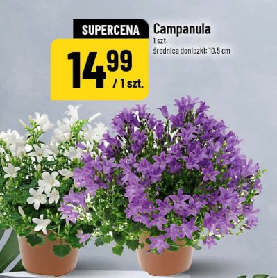 Campanula 1 szt, średnica doniczki 10,5 cm promocja w POLOmarket