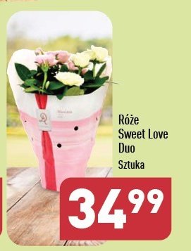 Róże sweet love duo promocja