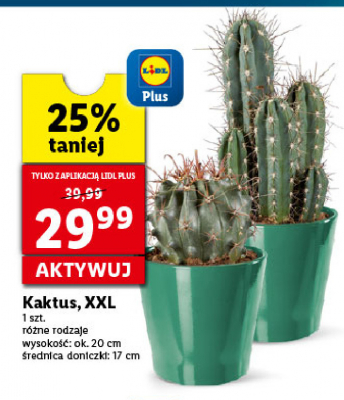 Kaktus xxl promocja