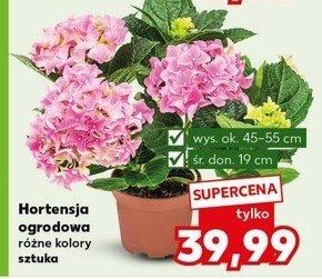 Hortensja ogrodowa promocja