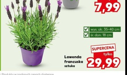 Lawenda francuska promocja