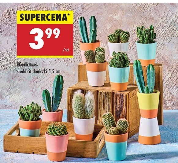 Kaktus promocja