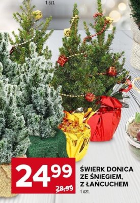Świerk donica ze śniegiem, z łańcuchem promocja w Stokrotka