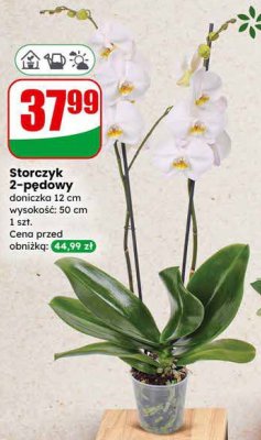 Storczyk 2-pędowy doniczka 12 cm promocja w Dino