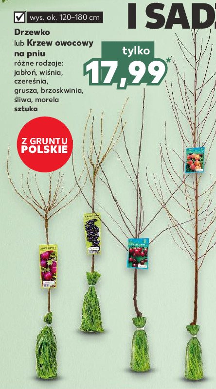 Drzewka owocowe morela promocja