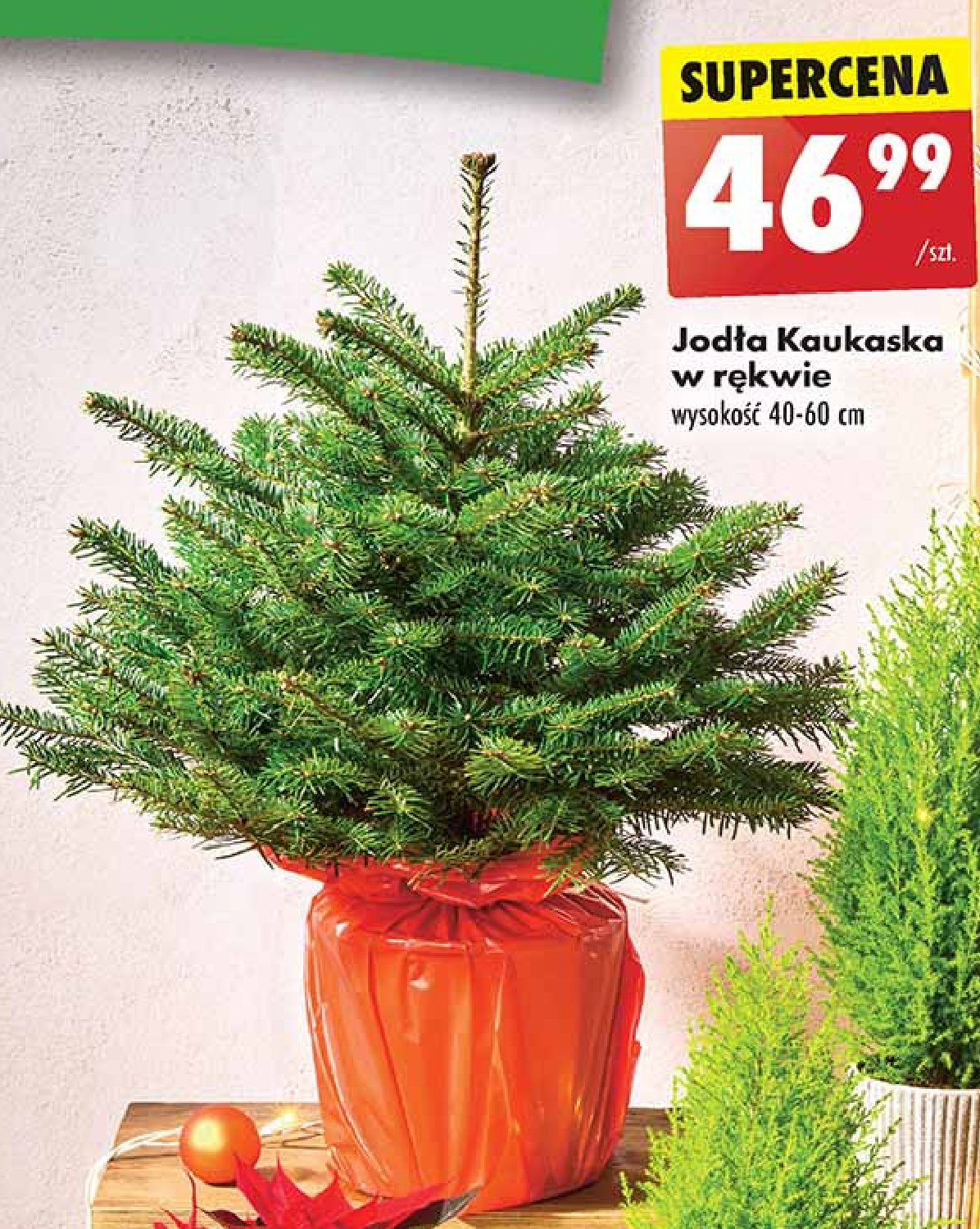 Jodła kaukaska w ozdobnym rękawie wys. 40-60 cm promocja