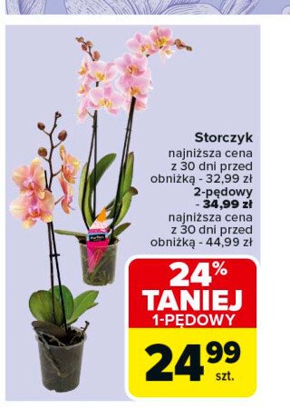 Storczyk 2-pędowy promocja w Carrefour