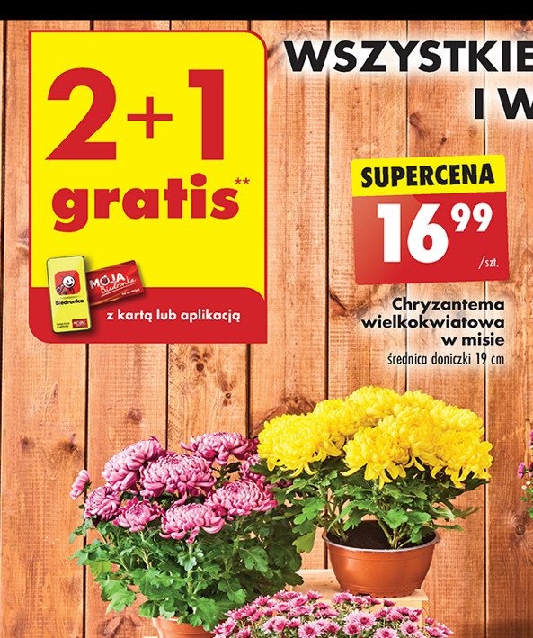 Chryzantema wielkokwiatowa w misie promocja