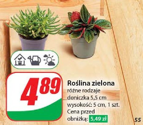 Ro艣lina zielona promocja