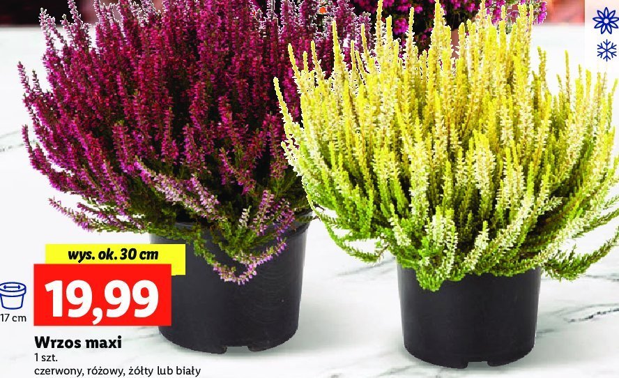 Wrzos maxi promocja w Lidl