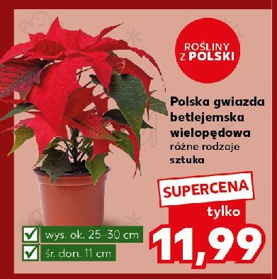 Gwiazda betlejemska wielopędowa promocja w Kaufland