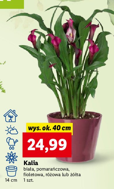 Kalia pomarańczowa promocja