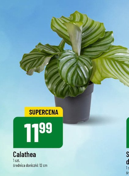 Calathea doniczka 12 cm promocja