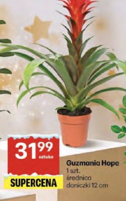 Guzmania Hope promocja w Delikatesy Centrum