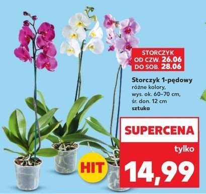 Storczyk 1-pędowy promocja