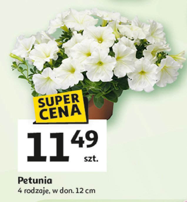 Petunia promocja w Auchan