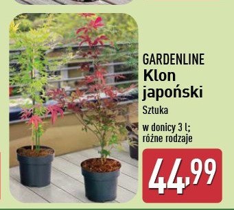 Klon japoński 3 l GARDEN LINE promocja w Aldi