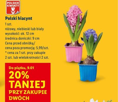 Polski hiacynt promocja w Lidl