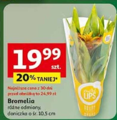 Bromelia różne odmiany doniczka o śr. 10.5 cm promocja w Auchan